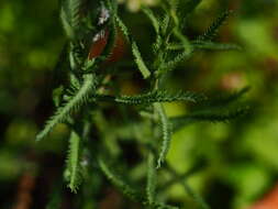 Image of Achillea ptarmicoides Maxim.