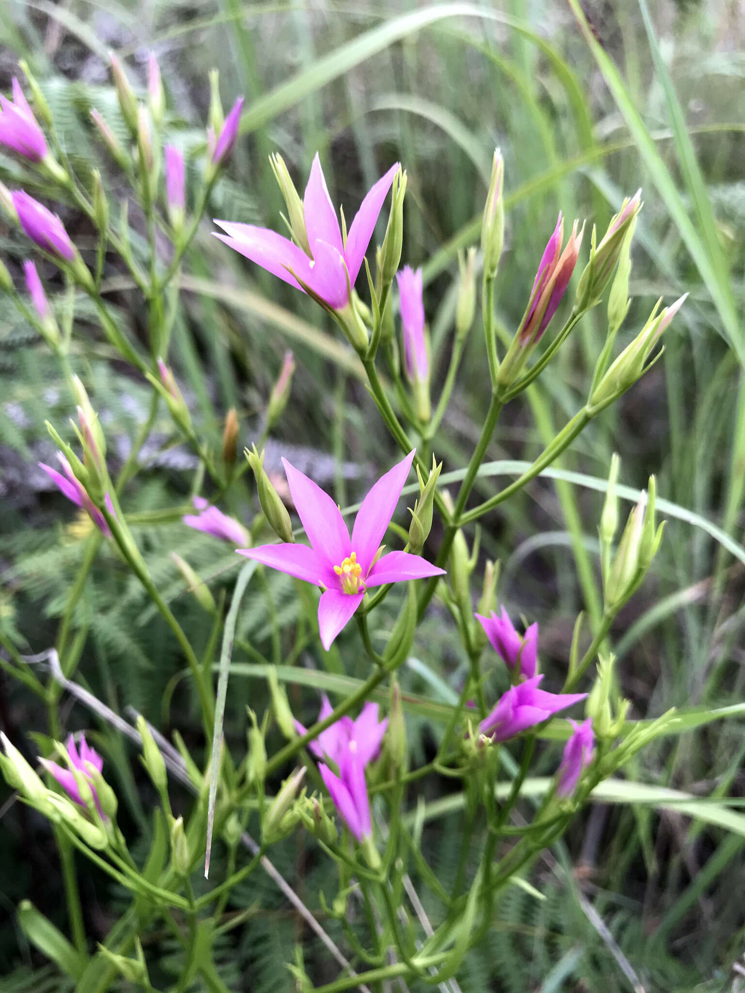 Chironia palustris subsp. transvaalensis (Gilg) Verdoorn resmi