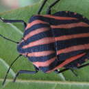 صورة Graphosoma rubrolineatum (Westwood 1837)