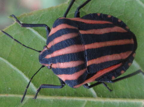 صورة Graphosoma rubrolineatum (Westwood 1837)