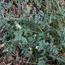 صورة Corydalis ophiocarpa Hook. fil. & Thomson