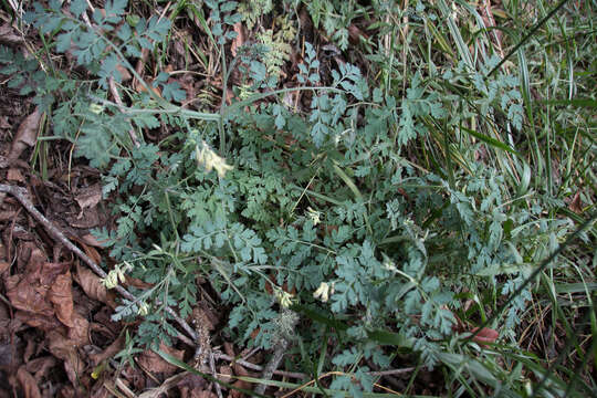 Image of Corydalis ophiocarpa Hook. fil. & Thomson