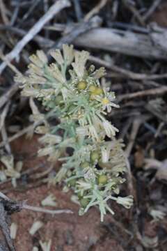 Sivun Ledebouria undulata (Jacq.) Jessop kuva