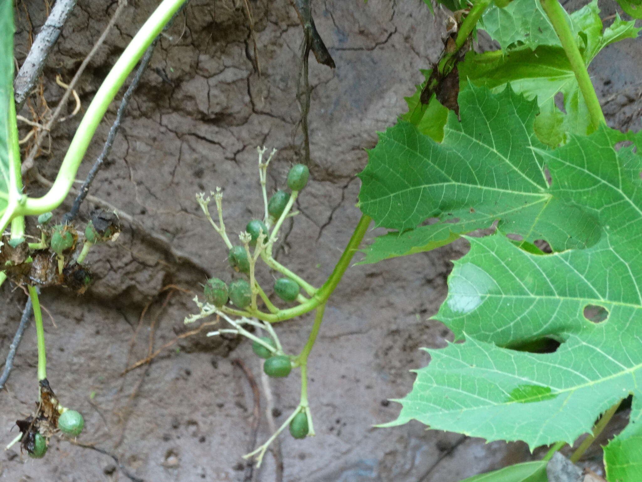 Image of Cnidoscolus sinaloensis Breckon ex Fern. Casas