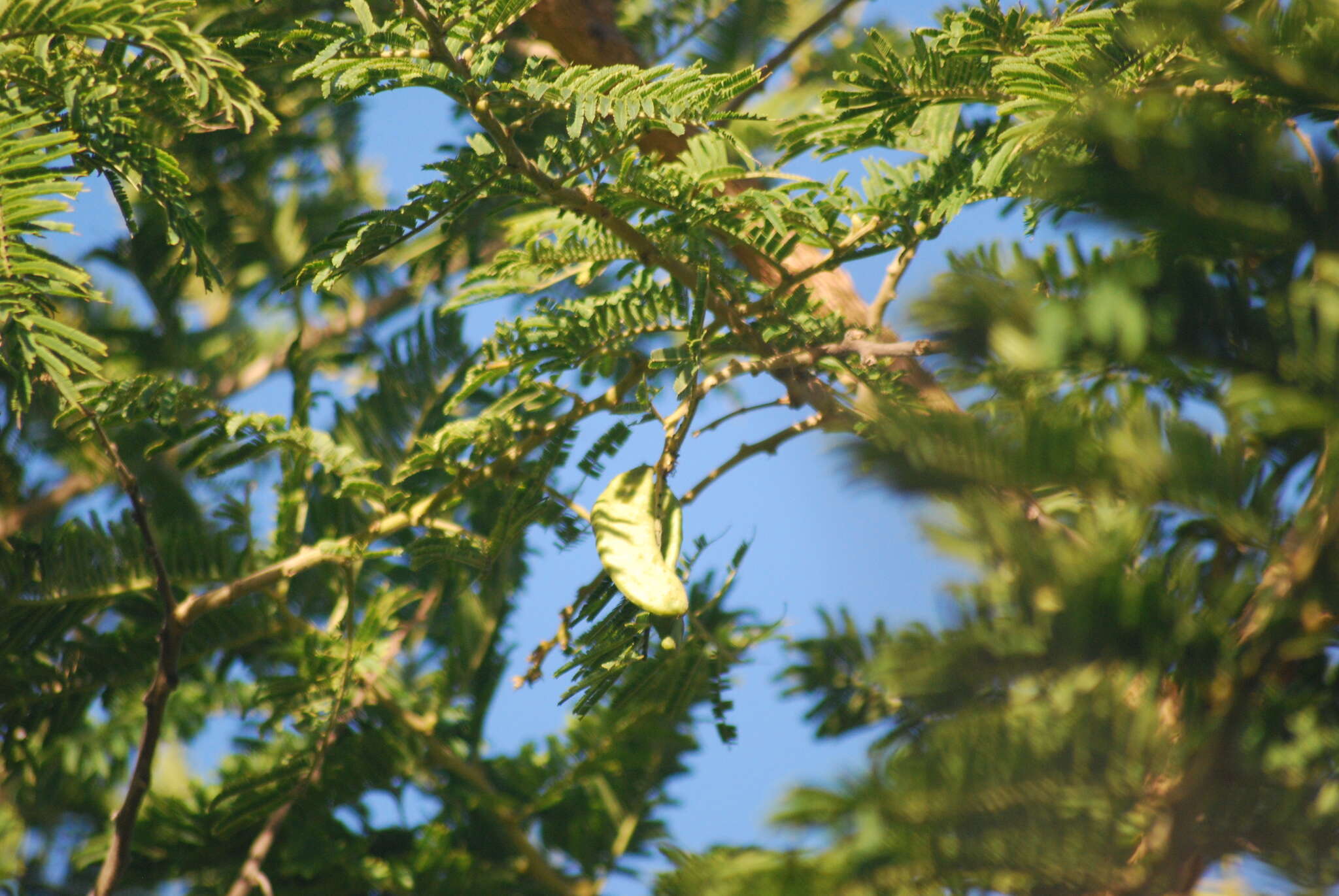 Image of Paperbark acacia