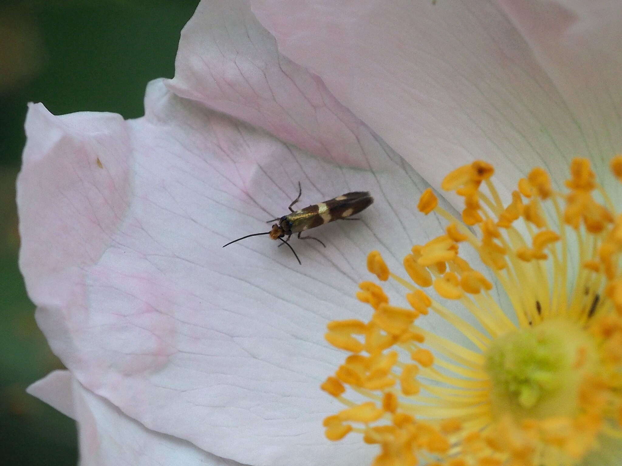 Imagem de Micropterix maschukella Alphéraky 1870