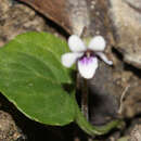 Image of Viola hederacea subsp. sieberiana (Sprengel) L. G. Adams