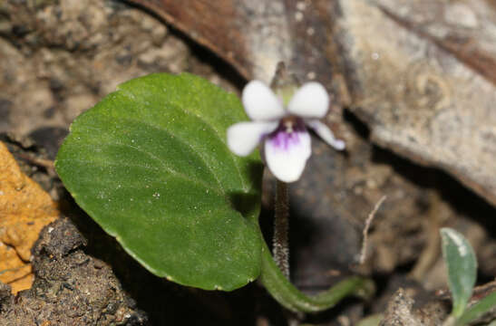 Image of Viola hederacea subsp. sieberiana (Sprengel) L. G. Adams