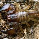 Euscorpius candiota Birula 1903 resmi