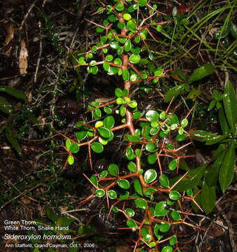 Sideroxylon horridum (Griseb.) T. D. Penn. resmi