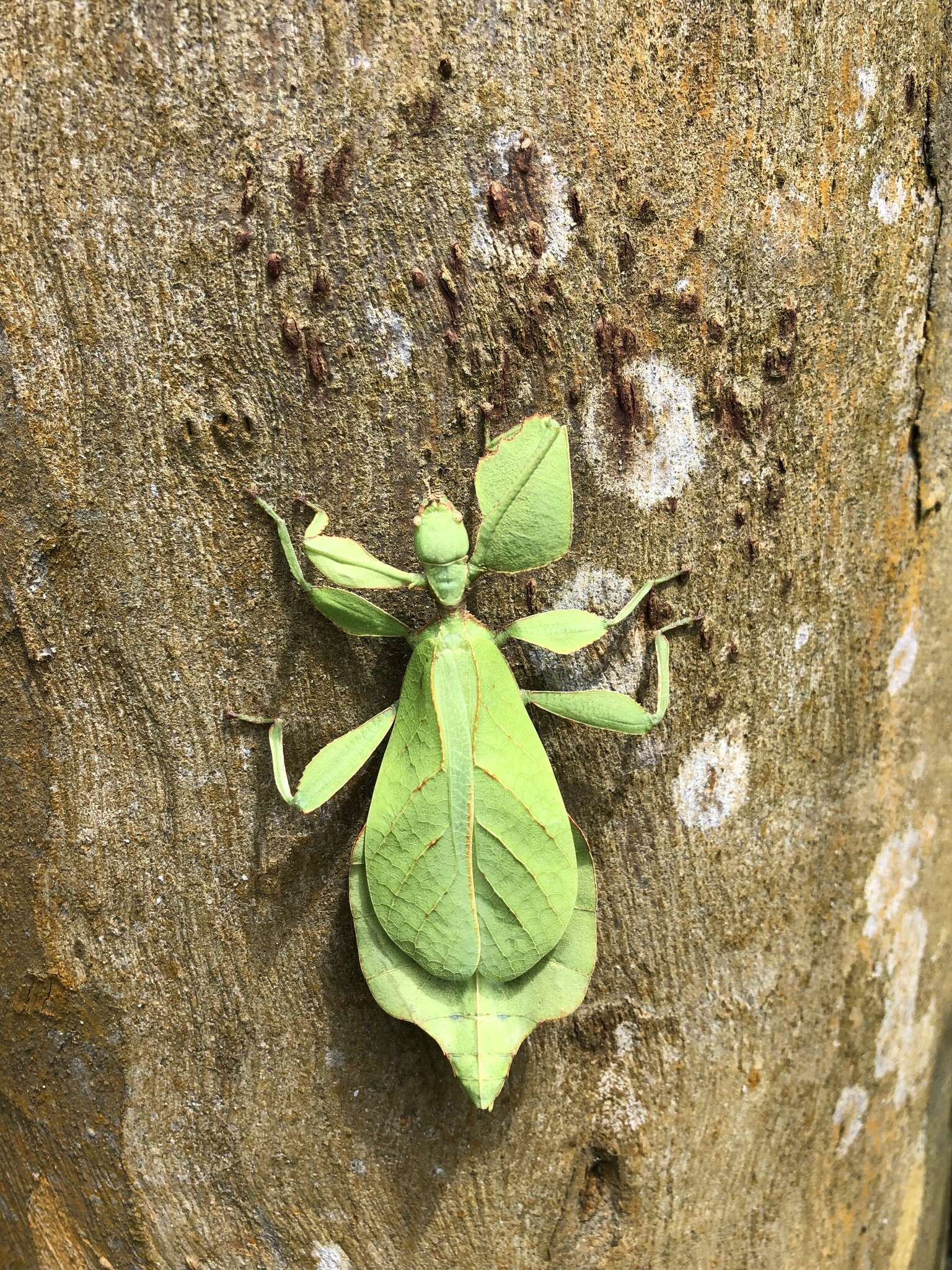 Image of Cryptophyllium westwoodii