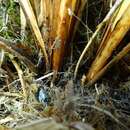 Image of Carex coriacea Hamlin