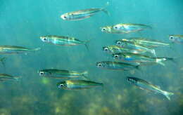 Image of hardyhead silverside