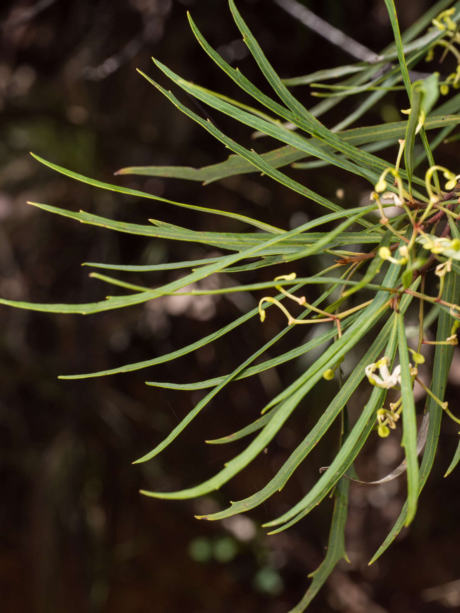 Image de Lomatia myricoides (C. F. Gaertner) Domin