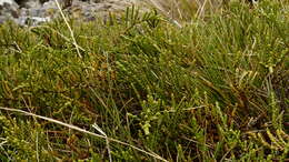 Veronica hectorii subsp. coarctata (Cheesem.) Garn.-Jones resmi