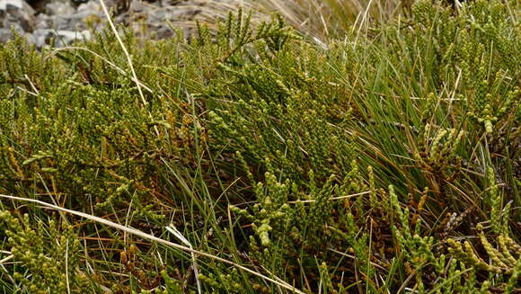 Image of Veronica hectorii subsp. coarctata (Cheesem.) Garn.-Jones