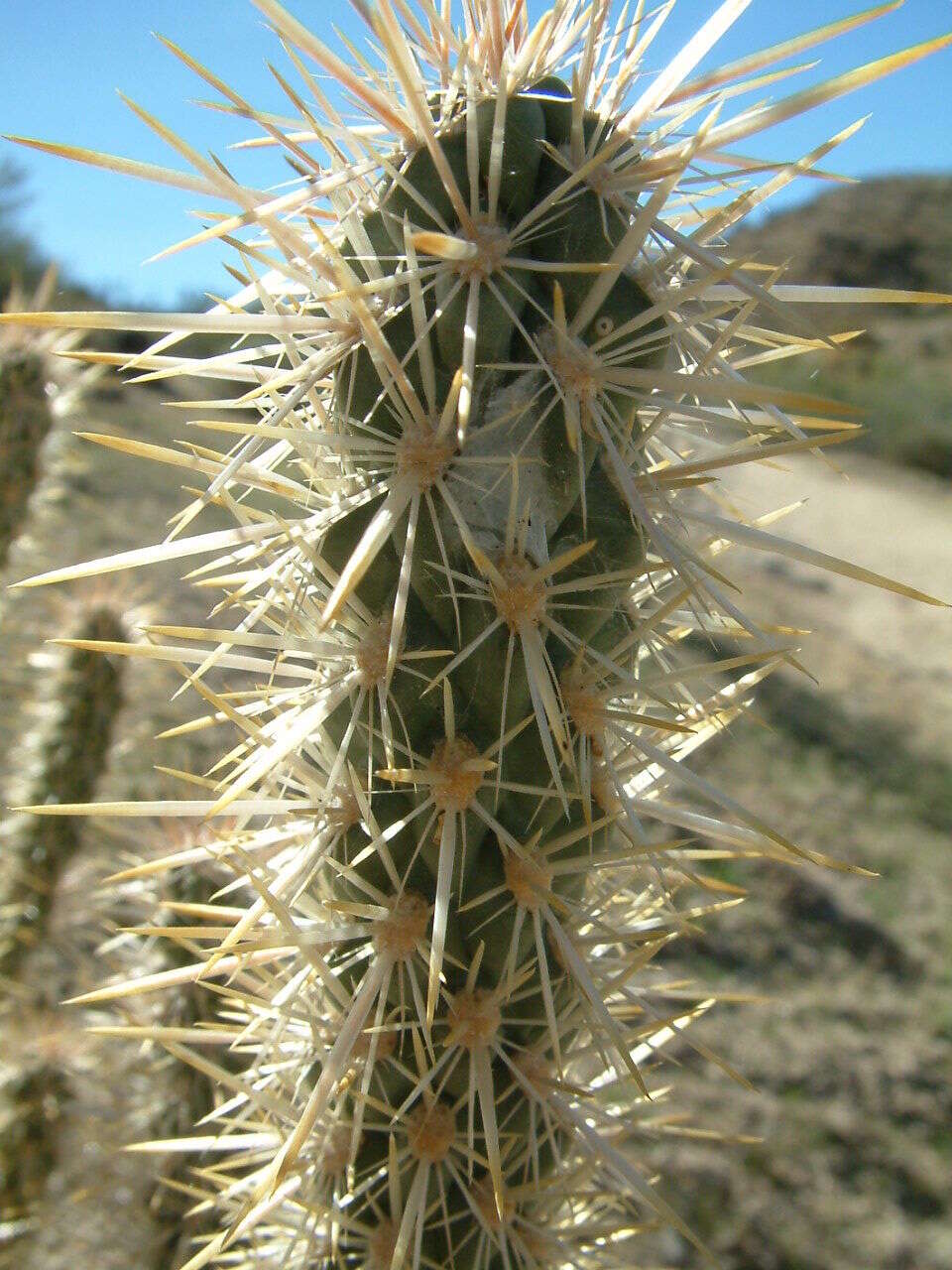 Image of Wiggins' cholla