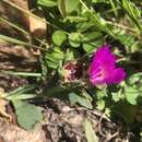 Image of Delosperma deilanthoides S. A. Hammer