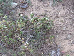 Image of Delosperma uitenhagense L. Bol.