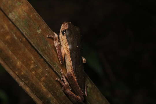 Imagem de Pithecopus palliatus (Peters 1873)