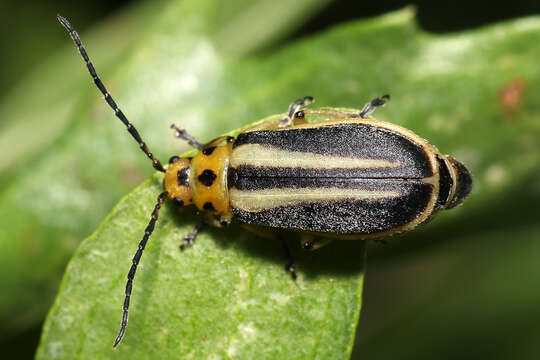 Image of Groundselbush Beetle