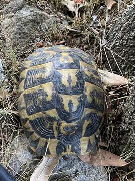 Image of Western Hermann's Tortoise