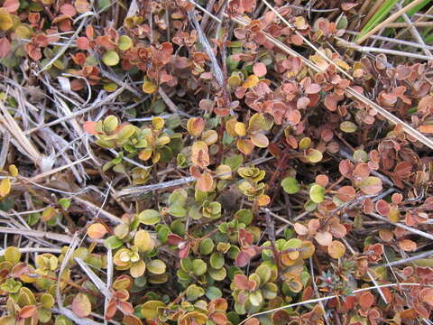 Image de Myrsine nummularia (Hook. fil.) Hook. fil.