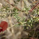 Image of Indigofera heterotricha DC.