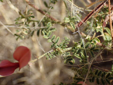 Image of Indigofera heterotricha DC.