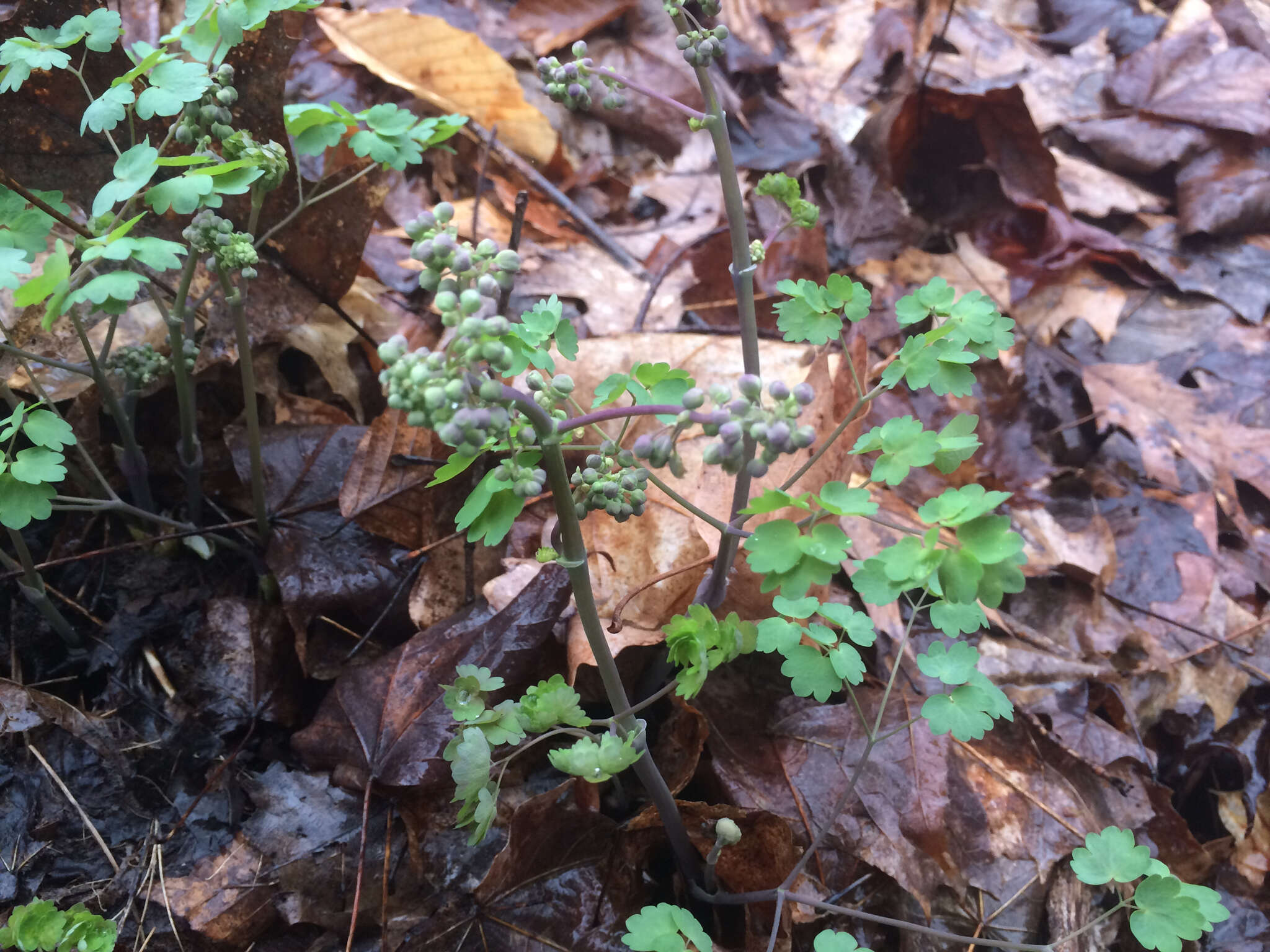 Image of early meadow-rue