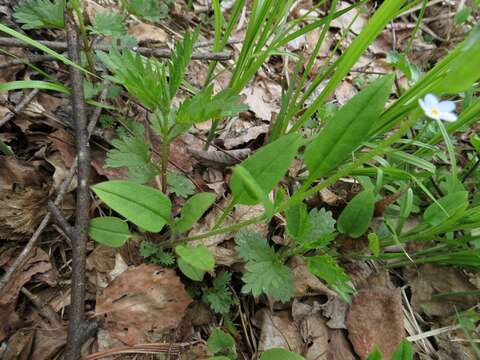 Image of Trigonotis radicans (Turcz.) Stev.