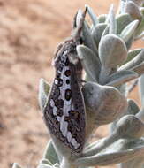 Image of Abantiades sericatus Tindale 1932