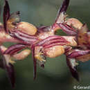 صورة Bulbophyllum alcicorne C. S. P. Parish & Rchb. fil.