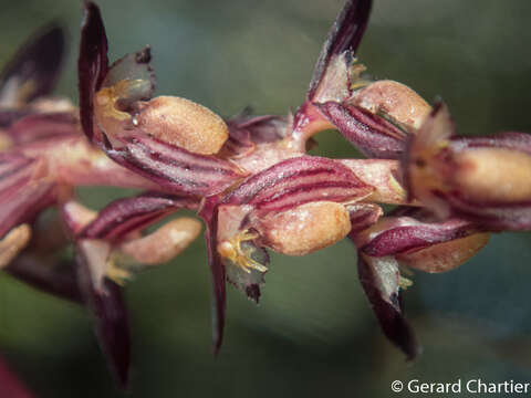 Bulbophyllum alcicorne C. S. P. Parish & Rchb. fil.的圖片