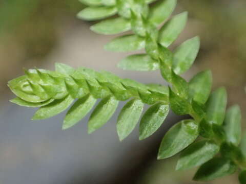 Image of Selaginella remotifolia Spring