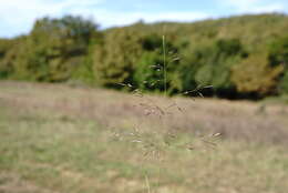 Image of Indian lovegrass