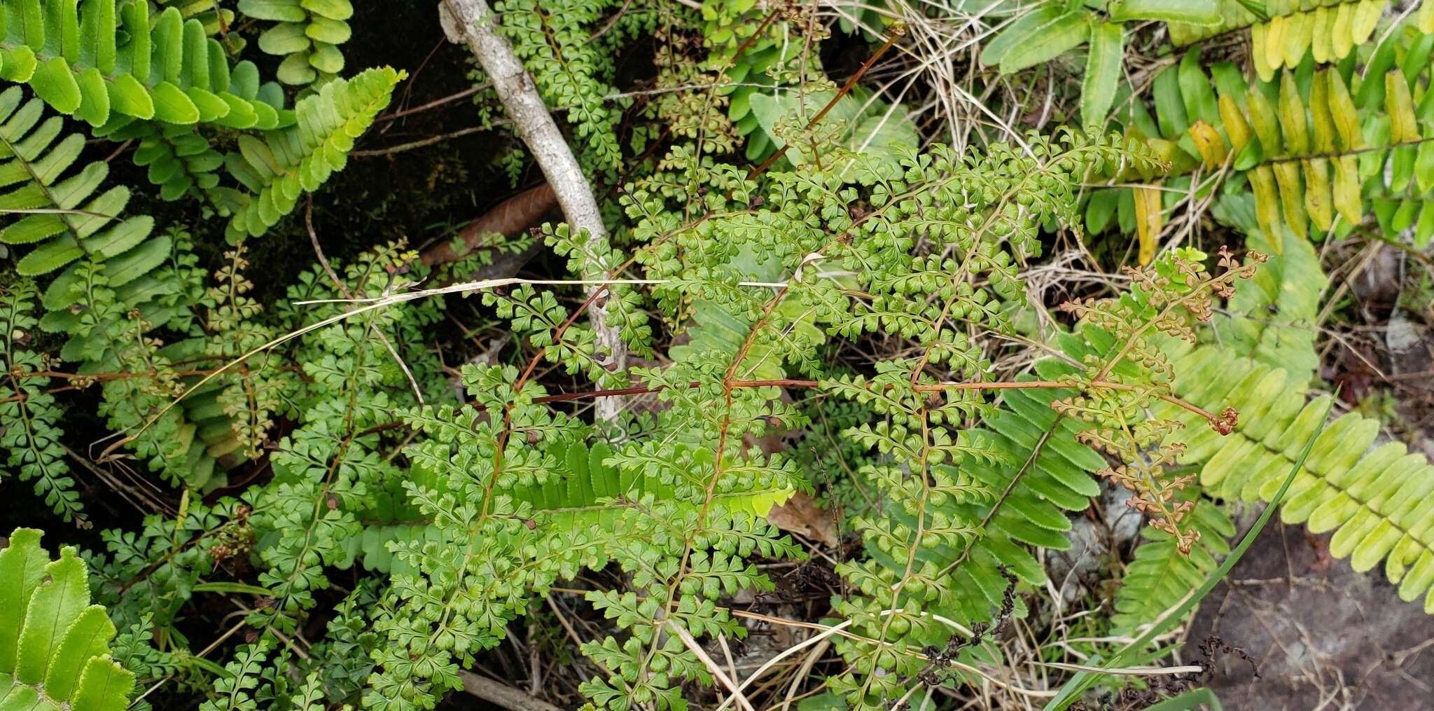 Image of thicket creepingfern