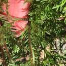 Sivun Achillea erba-rotta subsp. moschata (Wulfen) I. B. K. Richardson kuva