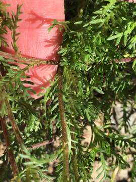 Achillea erba-rotta subsp. moschata (Wulfen) I. B. K. Richardson resmi