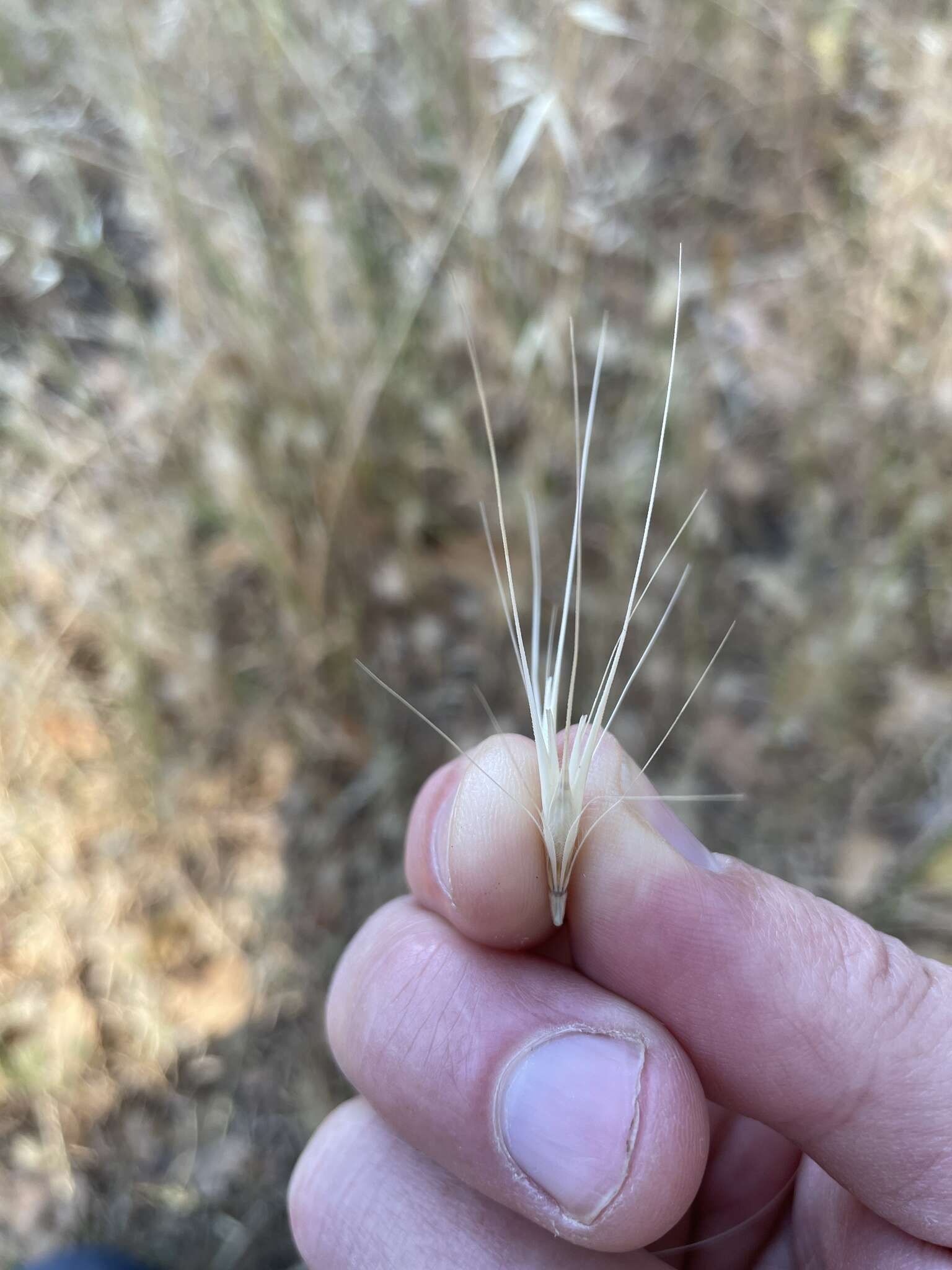 Image of smooth barley