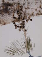 Image of Yucca elata var. elata