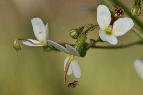 Image of Stylidium hispidum Lindley