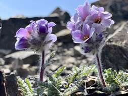 Image of Polemonium villosissimum (Hultén) D. F. Murray & Elven