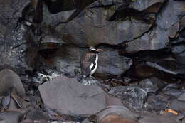 Image of erect-crested penguin