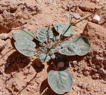 Imagem de Eriogonum rotundifolium Benth.