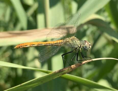 Image of Sympetrum tibiale (Ris 1897)