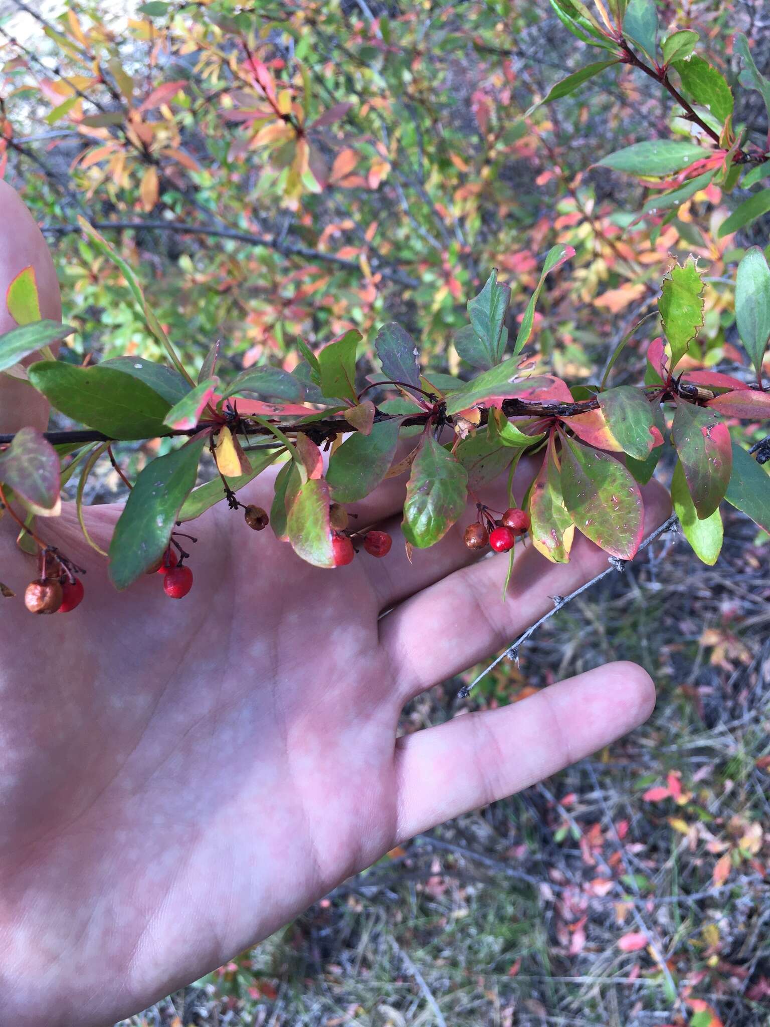 Image of Colorado barberry