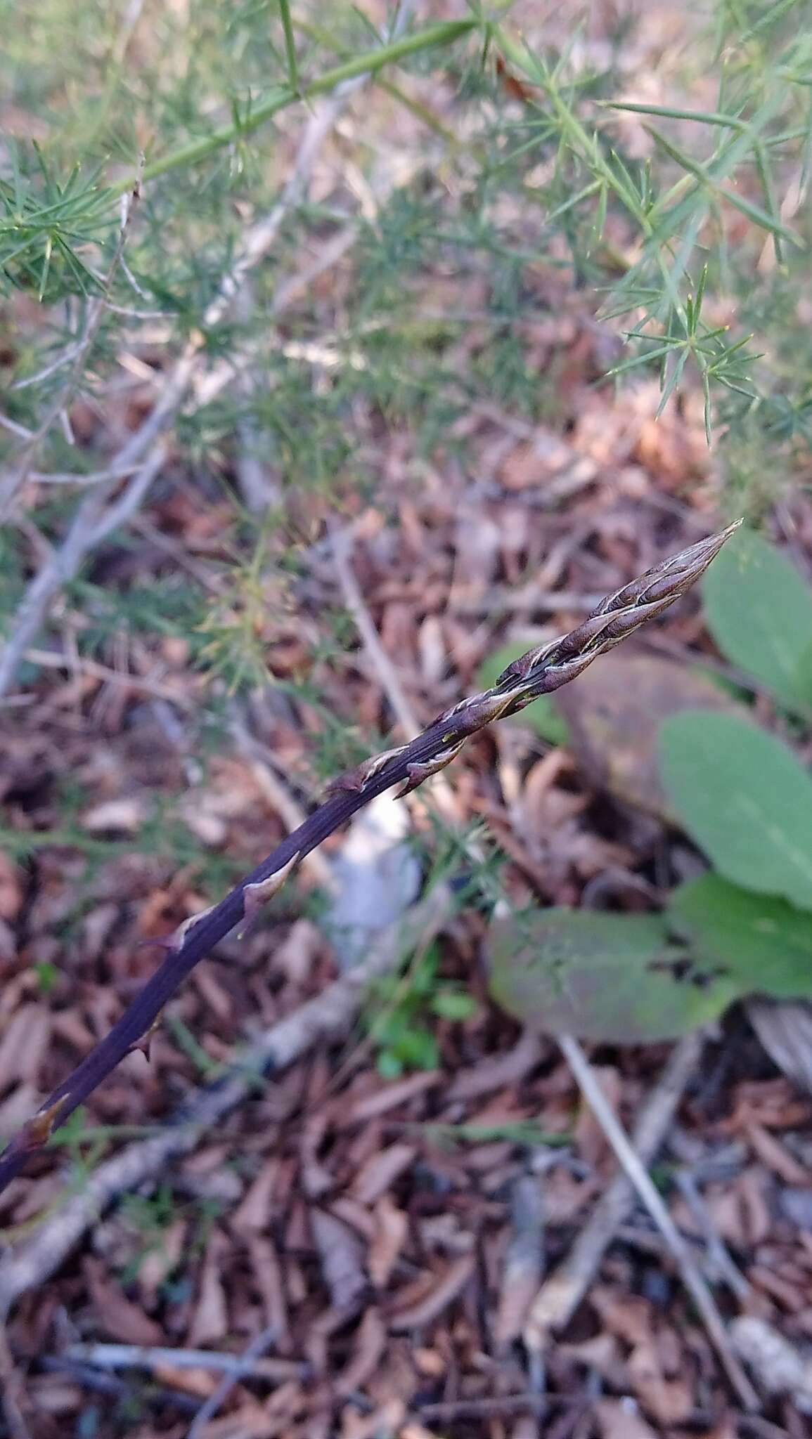 Image of Asparagus acutifolius L.