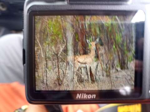 Image of Red-fronted Gazelle