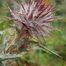 Image of <i>Cirsium oaxacanum</i>